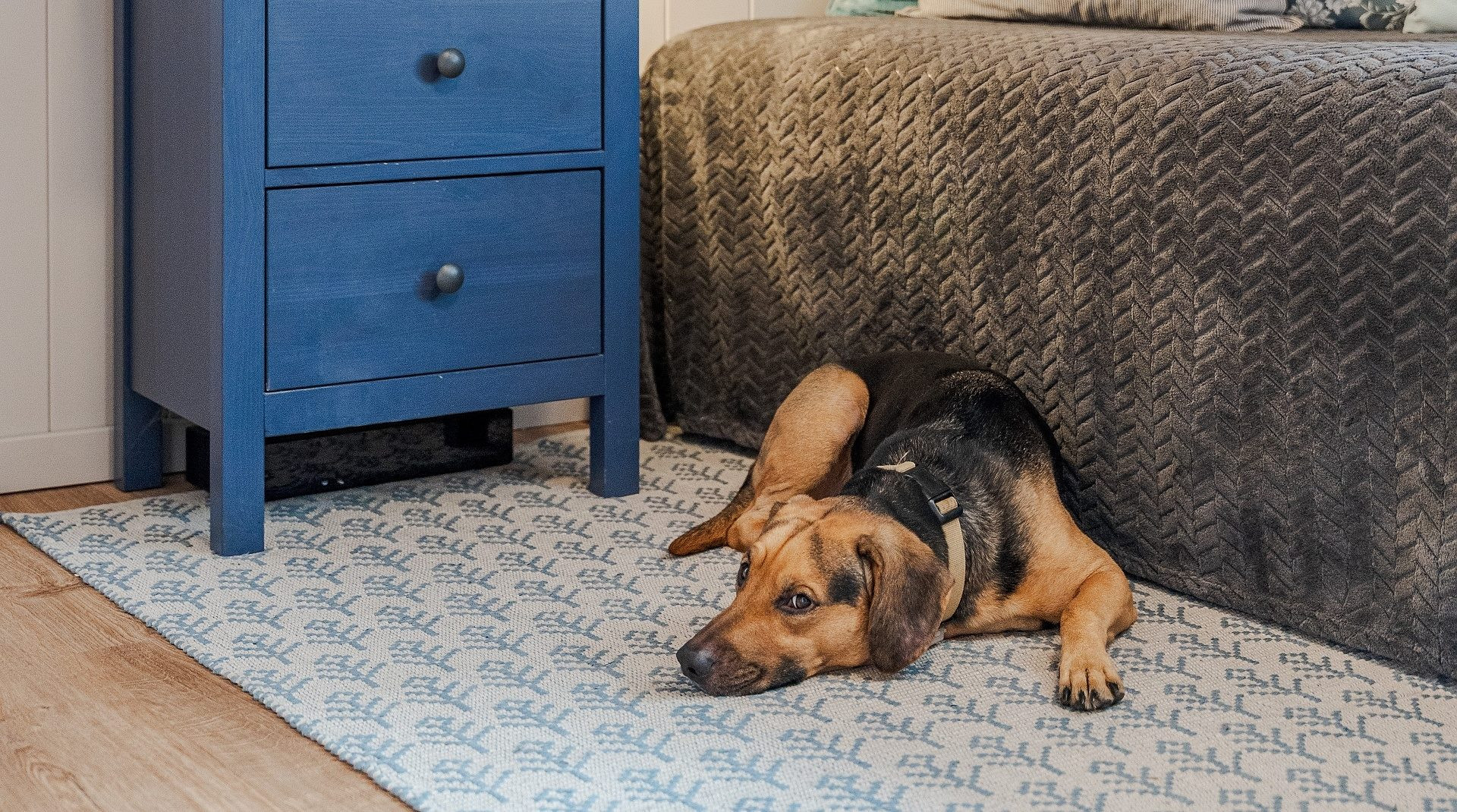 Pro čtyřnohé kamarády